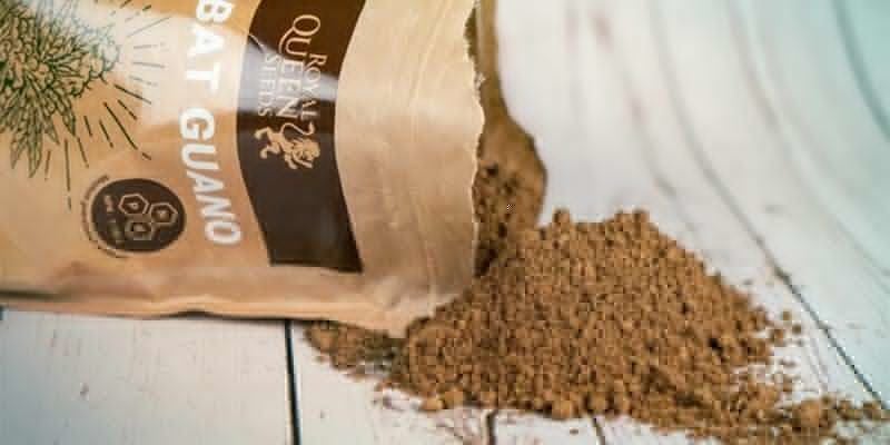 Quando E Come Utilizzare Il Guano Di Pipistrello Per La Ganja quando-e-come-utilizzare-il-guano-di-pipistrello-per-la-ganja